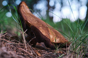 Close-up of edible brown mushroom growing on forest ground in nature