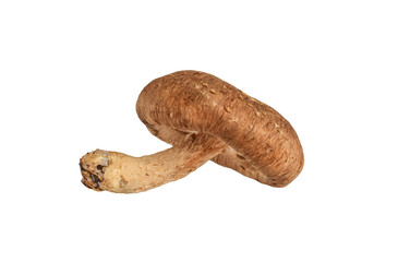One single whole Shiitake mushroom lying on side with stem visible, isolated cutout on transparent