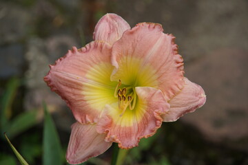 Hemerocallis minor, liliowec, peach colour flower, 