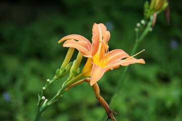Hemerocallis minor, liliowec, peach colour flower, 