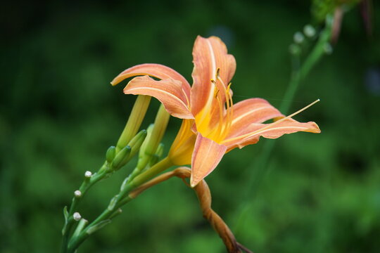 Hemerocallis minor, liliowec, peach colour flower, - Powered by Adobe