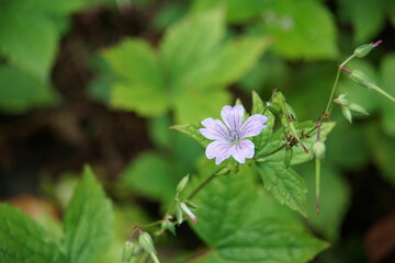 geranium nodosum, butterfly, yellow flower, oliwa park, gdansk, purple flower, park oliwski, heliopsis