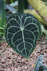 palm house, big leaf, tropical plants, plants, park oliwski, oliwa park, gdansk, august 2025