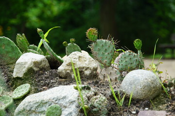 oliwa park, gdansk, poland, August 2025, tricity, nature, cactus, oliwa, garden, park, cacti, succulent, flower