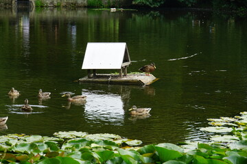 oliwa park, gdansk, poland, August 2025, tricity, nature, birds, ducks, wild birds, duck house, oliwa