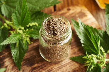 Stinging nettle seeds harvested in late summer in a glass jar