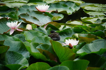 water lily, pond, duck, bird, oliwa park, gdansk, poland, August 2025, tricity, nature, flower