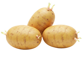 Isolated pile of three aging russet potatoes with sprouts growing from the eyes, on a white background, representing growth and decay