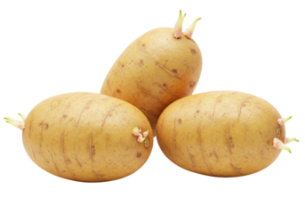 Isolated pile of three aging russet potatoes with sprouts growing from the eyes, on a white background, representing growth and decay