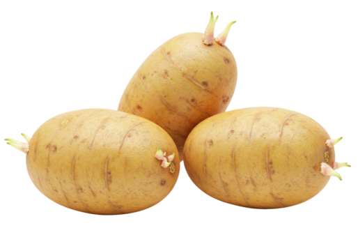 Isolated pile of three aging russet potatoes with sprouts growing from the eyes, on a white background, representing growth and decay