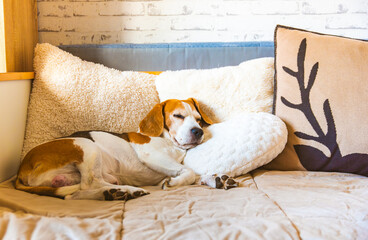 Cute senior Beagle dog sleeping peacefully on a cozy couch.