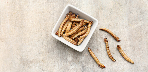 Bowl with fried maggots on grey background
