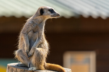 Meerkat on Tree Trunk with Room for Copy
