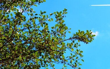 reen tree branches with leaves against a bright blue sky