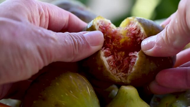 Delicious figs. A girl opens fresh, ripe, juicy figs. Food that resembles intimate body parts. Sexy food.