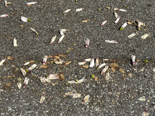 Obraz premium Fallen magnolia blossoms on asphalt pavement in spring