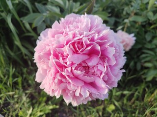 Summer flowers. Wonderful peonies. Garden plants.