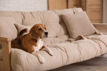 Cute Beagle dog on sofa at home