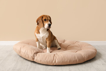 Cute Beagle dog sitting in pet bed near beige wall