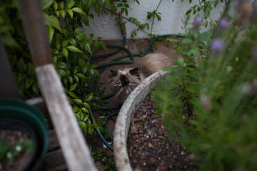 Himalayan Cat Hiding Among Garden Plants