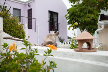Himalayan Cat Looking Back on Wall in Garden