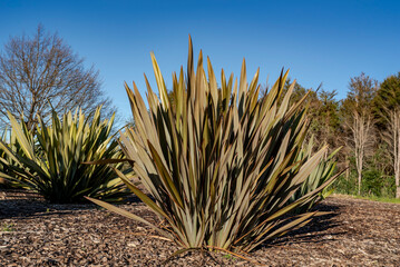 New Zealand Flax/Harakeke/Phormium Tenax