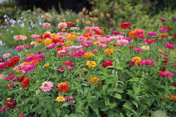 Naklejka premium Common zinnia or elegant zinnia in garden.