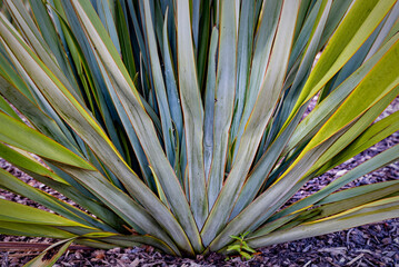 Harakeke/New Zealand Flax/Phormium Tenax