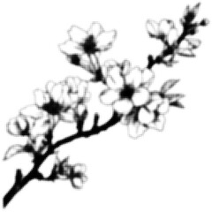Halftone black and white cherry blossom branch with detailed pixel texture. Vector illustration