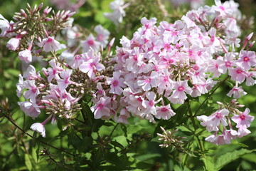 Garden Phlox paniculata, creeping phlox subulata, also known as the moss phlox.