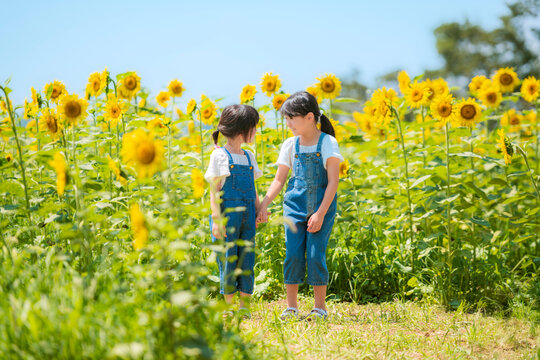 夏休みにひまわり畑で遊ぶ子供たち