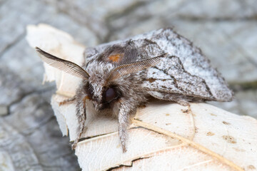 Pale Tussock