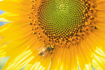 ひまわりとミツバチ
