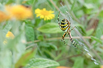 Wasp Spider