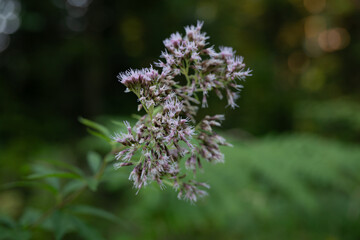 Gewöhnliche Wasserdost - Pflanze 1