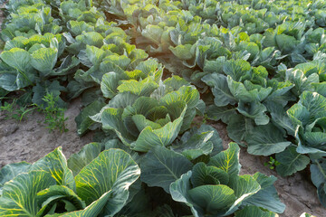 Cabbage plants growing in a large field under natural sunlight in the early morning