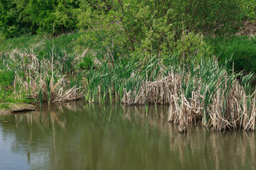 Green reeds and dry stalks growing in calm pond water in springtime nature