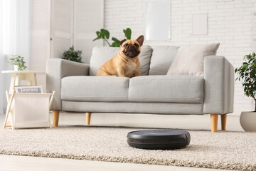 Robot vacuum cleaner near sofa with cute french bulldog at home