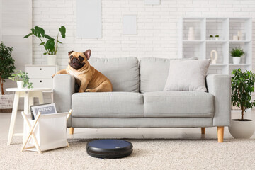 Robot vacuum cleaner near sofa with cute french bulldog at home