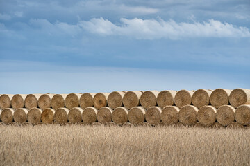 Golden hay bales stacked in rows on a field under a bright vivid blue sky with light clouds,...
