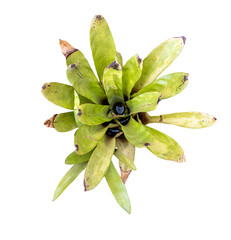 Close-up of the glossy light green foliage of Aechmea caudata, an ornamental plant in the family Bromeliaceae, isolated on a transparent background