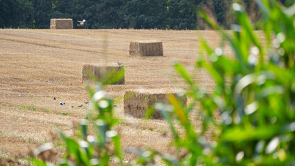 Hay bale field farm agriculture harvest summer autumn countryside rural landscape nature straw...