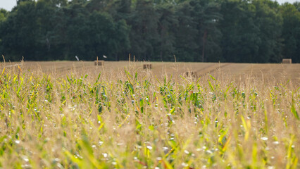 Hay bale field farm agriculture harvest summer autumn countryside rural landscape nature straw...
