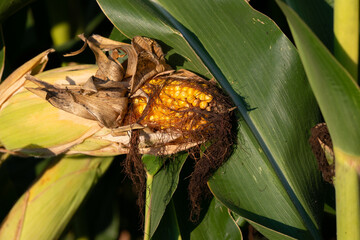 Maiskolben ist reif 