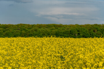 Obraz premium Vibrant yellow field blooms under a clear sky beside a lush green forest in early spring