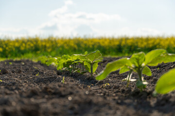 Young plants growing in a fertile field during a sunny day with yellow flowers in the background
