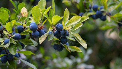 Berry sloe blackthorn fruit plant branch leaf nature autumn harvest food wild blue thorn shrub bush...
