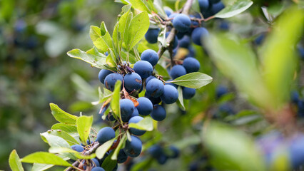 Blue sloe berry on a blackthorn branch with green leaf. Wild fruit growing in nature during the autumn harvest season