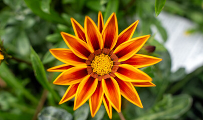 Flower gazania bloom petal nature garden summer orange yellow red plant flora botany background closeup head blossom beautiful growth