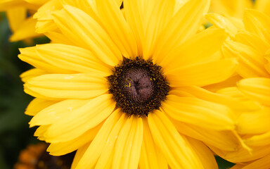 Flower yellow rudbeckia daisy summer nature garden plant flora botany bloom petal center macro closeup background beautiful bright sunshine